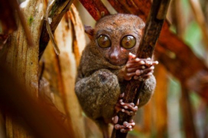 Majmuni - pogledi i fotografije Majmuni - pogledi i fotografije